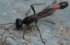 Ammophila sabulosa